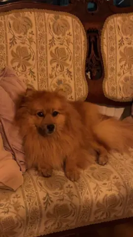 PRINCE ARCHIBOLD  #fy #fyp #foryoupagе #pomeranian #dogsoftiktok #archie 