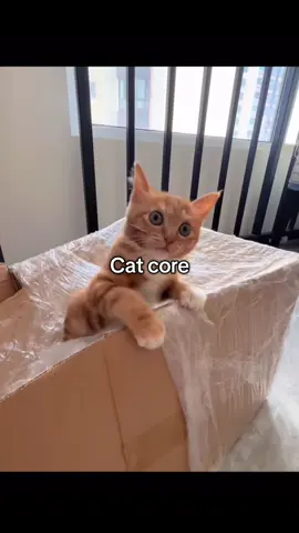 Cat core, Again 😭😭 #FatCats #FunnyCats #CatCompilation #ChubbyCats #FluffyCats #catcore #EpicFails #CatFailsCompilation #CatTok 