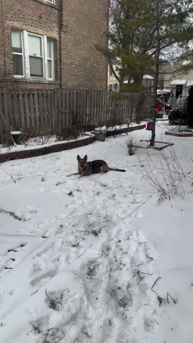 #GSD #GermanShepherd #Chicago #Shelby #TobysSister 