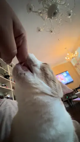 I was gone for a week on vacation and this is the first thing my cat wants when I get in the house 💀 #jayguapo #catsoftiktok #cat #orangecat #fyp #orangecatbehavior #viral 
