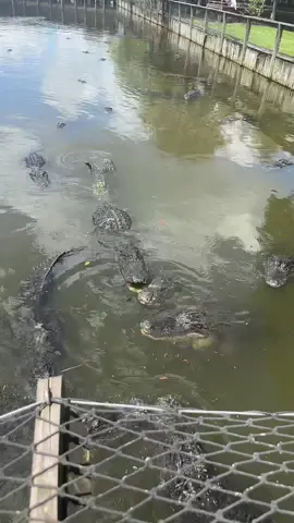 lil vlog today at gatorland orlando 🐊 i had so much fun i love them 😭😭