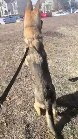 What is it like having a german shepherd and a cat? As much chaos as you can imagine! #germanshepherd #gsd #pet #PetsOfTikTok #herdingdog #playdate #zoomies #prairiedog #funny #cute #puppy #animals #animalsoftiktok #cat #kitten #litter #Siblings #fyp #for #foryou #twitch #gamer #videogames  #streamer #foryoupage #trending #viral 