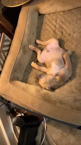 If rent free was a dog #dogsoftiktok #dog #runtz #fyp 