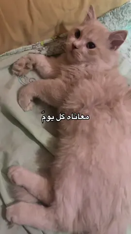 شاهد قط يحتل سرير الي مربيه 😅😅#trending #cat #catsoftiktok #catlover #foryou #قطط #قط 