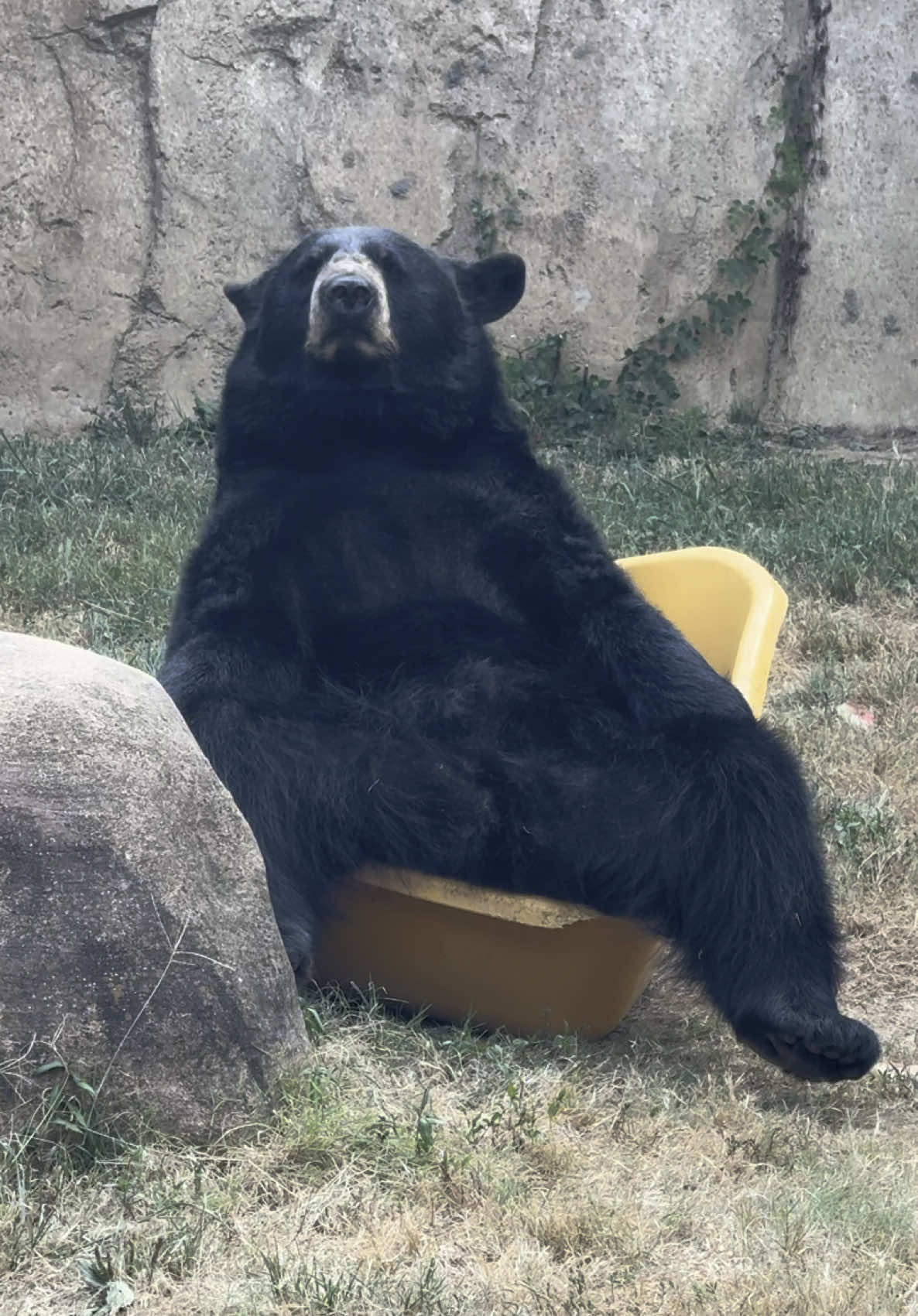 he fits. he sits. ✅ #memphiszoo #blackbear #chonk #bears #animals 🎵 Dialouge After Love - Han Gyeong Ae