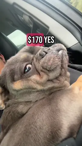 $170 RICKY!!! Im glad he okay tho 😫😫 #fyp #dogmom #PetsOfTikTok #frenchie #frenchbulldog #funny #dogsoftiktok #relatable 