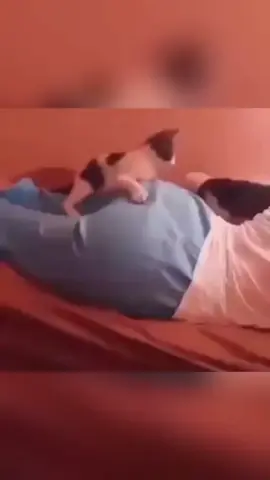 Don’t laugh… You’re next 😼 #cat #catsoftiktok #funny #funnyvideos #catlover 