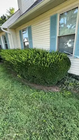 satisfying gardening work  #grasscutting #satisfyingvideo #satisfying #hedgetrimmer #garden #gardening #cleaning #gardendesign #usa🇺🇸 #usa_tiktok #usa 