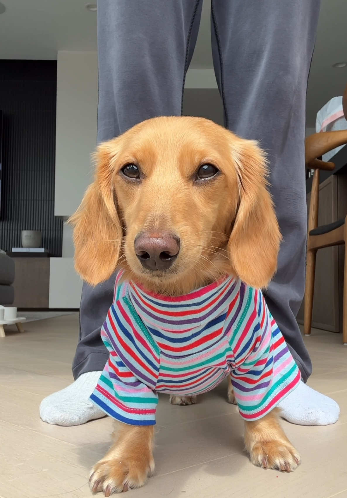 The weather was gloomy today so we put on this fun @Smallboy NYC shirt to brighten our day🩵🩵 #minidachshund #dressingmydachshund #dog #puppy 