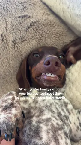 He’s new here pls don’t bully him #dachshundpuppy #doghumor #dachshundlife 