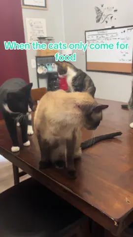 #catsoftiktok #animalsoftiktok #fypシ #fypシ゚viral 