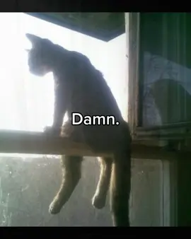 Dang #chillgato #fyp #cat #dang #ponder