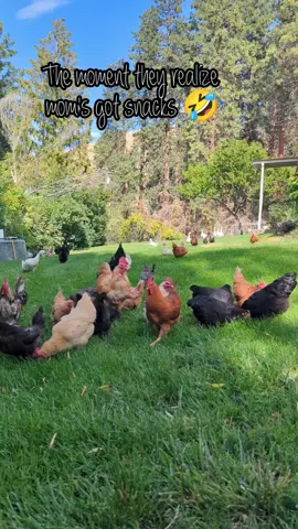 That moment you realize mom's got snacks 🤣 #farmmom #homesteadlife 
