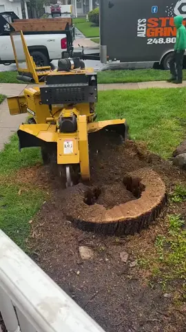 Crushing tree roots #fyp #ASMR #satisfying #oddlysatisfying 