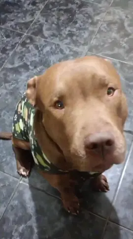 #pitbullsoftiktok #pitbull 