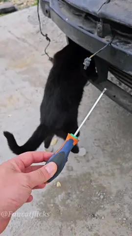Meowchanic😂😂😂#cat#catsoftiktok #catlover#funnycat#fyp