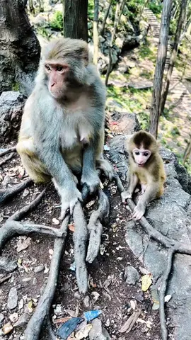 #tiktok p#monkey#foryou  