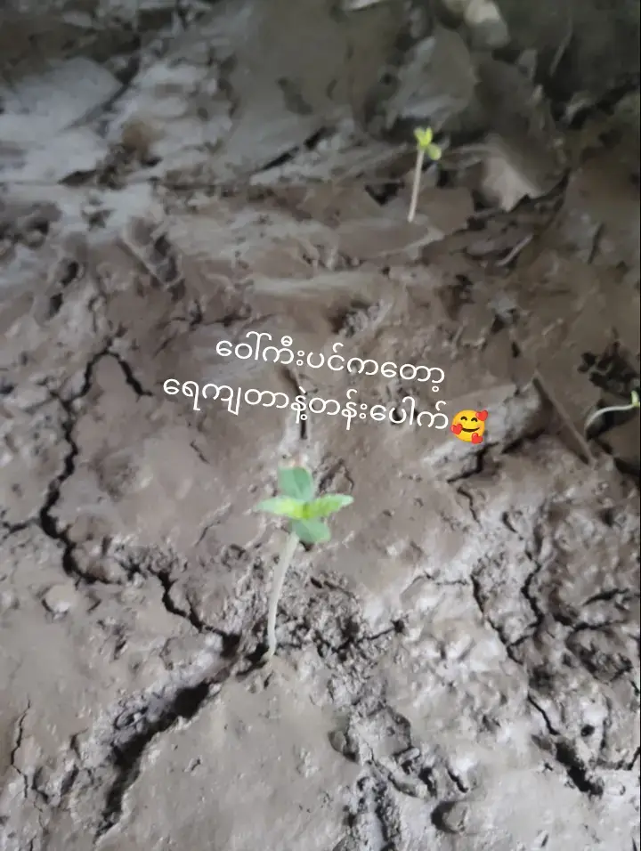 ပျော်ရွှင်မှုတွေရမယ်ဗျာလိုခြင်ဆက်သွယ်လိုက်ဗျာ#ဝေါ်ကီး #fyppp #ပျော်ရွှင်မှုတွေ 🥰