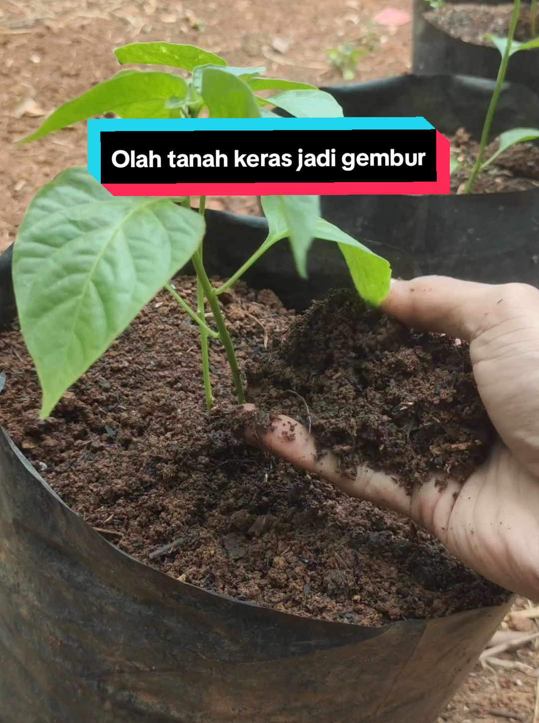 Ini cara aku olah tanah sekeras batu jadi gembur selembut pasir.  #berkebundirumah #caberawit #petanicabai 