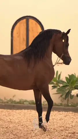 #عاشقة_الخيل🐎❤ #كل_ليله_تمر_تاخذ_بقايا_الروح🥀🖤 #خضير_هادي_اشعار_حزينه #شعر_وقصائد #مالي_خلق_احط_هاشتاقات 