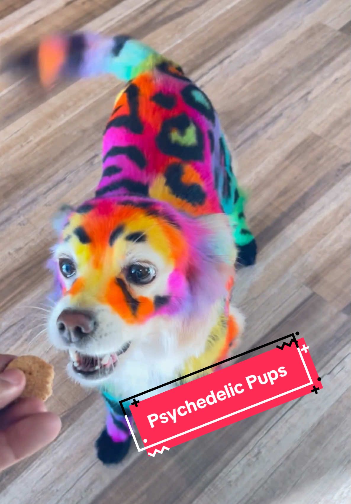 Which Psychedelic design is your favorite? #cutedog #doggrooming