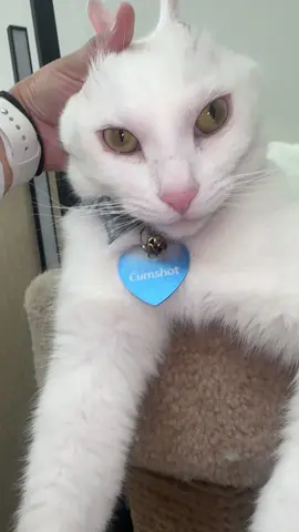 One of a kind labubu!  #cats #tiktokcat #catsoftiktok #whitecat #labubu #oneofakind 