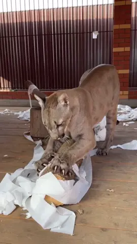It doesn’t Roar. It strikes #mountainlion #cougar #wildlife 