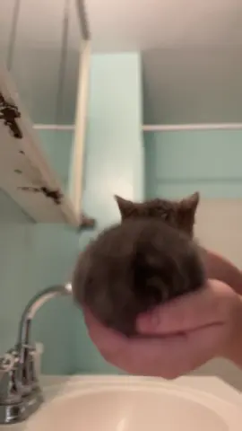Lmao I had to #repost #cat #catsoftiktok #cats #funny #cute #kitten #kittensoftiktok 