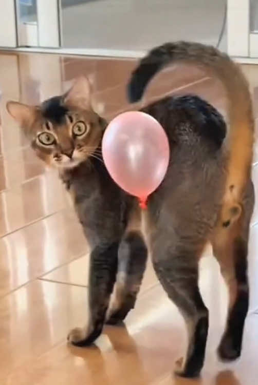 When cat meets ballon 🤣🤣 #cat #funny #funnyvideos #foryou #cute