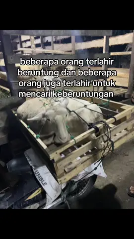 🔥#fyp #peternakmuda #peternakkambing #fyppppppppppppppppppppppp #fypシ゚viral 