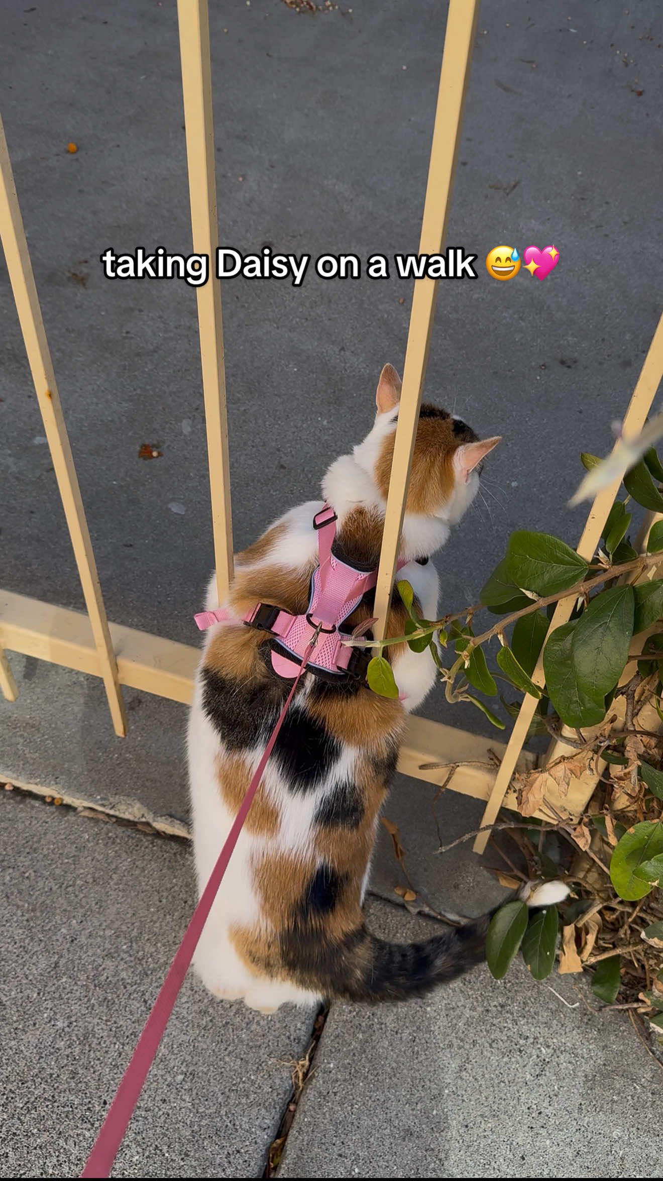 I wish my apartment had a cat park 😅 trying to avoid having to put her in the car just to go for a walk. She is soooo funny 😭😭 #catsoftiktok #calicocat #chunkycat #funnypets #cutecats #calicocatsoftiktok #catmom #calico 