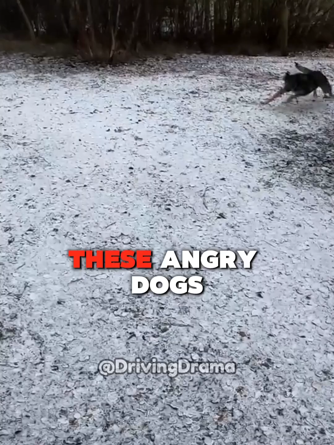Biker Got Attacked By Angry Dogs 😱