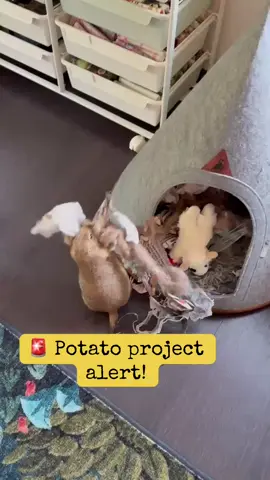 Out with the old, in with the new! #🥔 #projectmanagement #prairiedog 