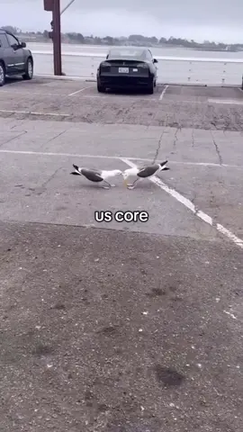 #fyyyyyyyyyyyyyyyy #mecore #fypシ゚viral🖤tiktok #fypシ゚ #core #me #seagull #seagulls #uscore 
