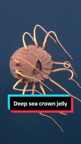 While exploring the #deepsea of the #IronBottomSound, our #CorpsofExploration came “face-to-face” with this deep sea #crownjellyfish (Paraphyllina coronate). #ROVHercules gives us some stunning footage of this deep-sea scyphomedusan drifting in the midwater at around 650 meters deep. Scientist Dr. Dhugal Lindsay tells us that this individual looks to have been 