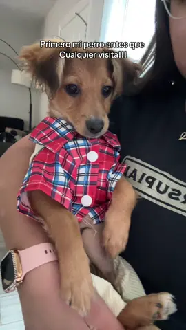 Primero mi chocolate y punto🥰🐶 #perritos #puppy #chihuahua #perritosbonitos #creatorsearchinsights 
