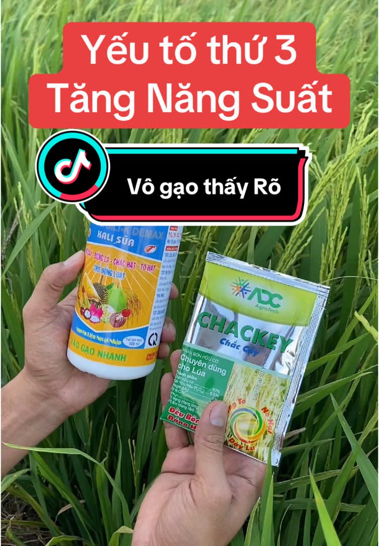 Bí quyết giúp lúa vô gạo nặng ký #bvtvhuynhhieu #nongnghiephuynhhieu #vogao #nangky