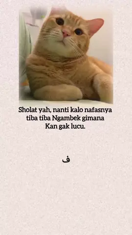 #laguarab #kucing #arabicsong 