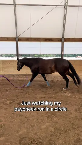 Why watch your money sit in your bank account when you could watch it run #aqha #psushadedinblue #horselunging #moneysavingtips #horsesareexpensive 