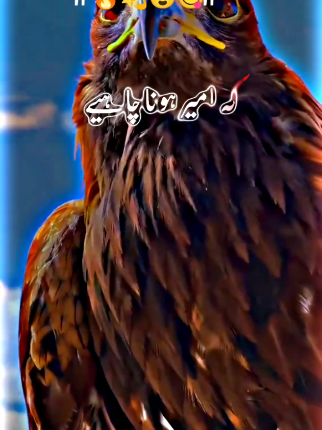 لوگ سوچتے ہیں کہ امیر ہونا چاہیے  🔥🔥🔥🔥🔥🔥🔥🔥🔥 #foryoupage #🖇️🥀✨💔 #standwithkashmir #fyp #a #500k #poetrystatus 