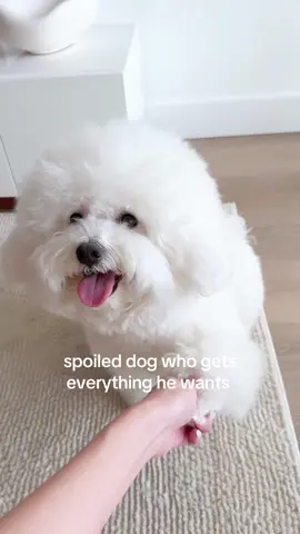 Spoiled boy in a DINK household  #dogsoftiktok #mynameispink #bichon #bichonfrise #cutedog #dogtrends #fluffydog