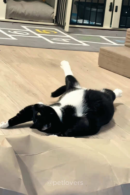 Tuxedo cat core #cat #catsoftiktok #pet #PetsOfTikTok #funnycat #funnypets #catlover #tuxedocat #tuxedocatsoftiktok #fyp 