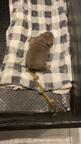 Full AKC  Health tested Facetime open 📁 pedigree , vaccine  NB Family licence breeders  Pickup option Open   ✯ Support & comment 👇  #englishbulldog #englishbulldog #bull #bulldog #englishbulldogsoftiktok #englishbulldog #englishbulldogpuppy #englishbulldogs #englishbulldoglover #englishbulldogpuppies #englishbulldoglife #englishbulldogpuppie #englishbulldogsofinstagram #englishbulldoglife🐶❤️ #bulldogpuppies #bulldogpuppy #bulldoglife #bulldogpuppy #bulldogsoftiktok😍🐶 #bulldogsofinstagram #bulldogtiktok #minibulldog #minibulldogexotic #minibulldogsoftiktok #minibulldogpuppiesforsale #englishbulldogforsale #englishbulldogforadoption #englishbulldoglover #puppytiktok #puppydog #puppylife #puppytraining #puppys #puppybowl #puppydog #dogsoftiktok #dogs #dogsoftiktokviral #PetsOfTikTok #pets #petlover #petvlog #fyp #foryoupage #englishbulldogpuppiesfor #englishbulldogpuppiesforsale #englishbulldogpuppiesforsaleflorida #englishbulldogpuppiesforsaleint #englishbulldogpuppiesforsaleintexas #englishbulldogpuppiesforsaleintexas #englishbulldogpuppiesforsaleinmaryland #englishbulldogpuppiesforsaleinmichigan #englishbulldogpuppiesforsaleindiana #englishbulldogpuppiesforsaleflorida #englishbulldogforsaleuk #puppiesforsalecalifornia #puppiesforsaleusa #puppiesforsaleintexas #puppiesforsaleutah #puppiesforsaleingeorgia #puppiesforsaleinillinois #puppiesforadoption #puppiesforsaleinnewyork #merlebully #merleenglishbulldog #merlebulldog #viralvideo #viral_video #viraltiktok #canadatiktok #usatiktok #minienglishbulldogs #minienglishbulldog 