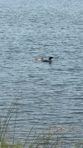 What a blessing to spend time with my favorite animals and their babies 🥹 #happiness #littlethings #joy #positivity #SelfCare #creatorsearchinsights #loon #michigan #visitmichigan 