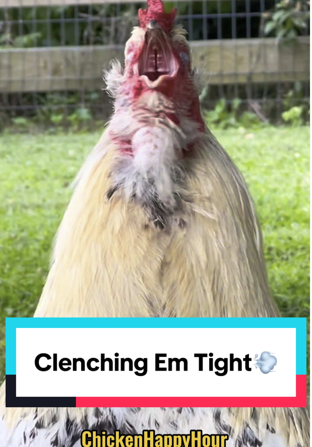 Clenching em tight #parody #funnyanimals #rooster #chickens #chickenhappyhour  