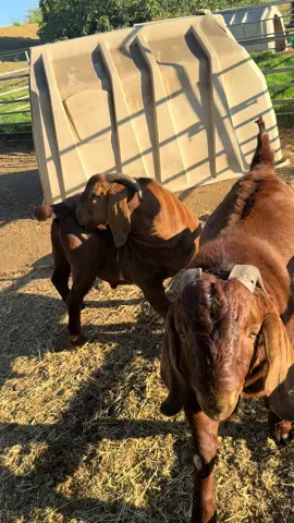 The boys   #boergoats 