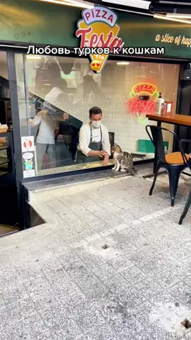 Cats Rule the Streets of lstanbul #cat #fyp #catlover #catsoftiktok #kitty #cats 