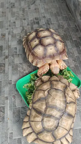 #mysulcata  #isengdoang  #bukanjuragan  #pekebunkampung 
