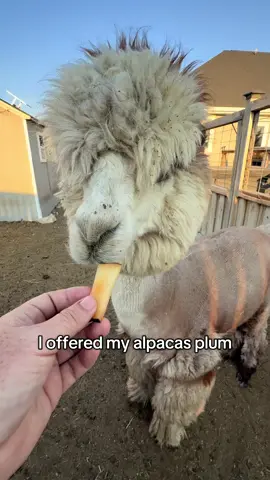 Plum was a success. Shake even thought about it for a minute! I thought we were going to have a rare win with Shake, but ultimately he turned me away, as usual.  #peppergrassranch #plum #alpaca #muckbang #tryingnewthings #newfood #utah 