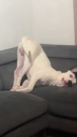 Dogs in strange poses #dog #dogsoftiktok #dogs #doglover #foryou #fyp #funny #funnyvideos 